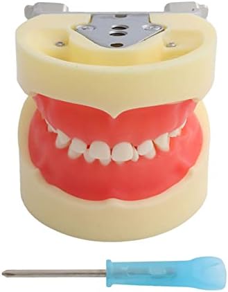 KH66Zky ילדים מודל שיניים נשירים מודל שיניים רפואי סטנדרטי לתקשורת רופא-חולה רופא רופא הוראה כלי הדגמה ניתנת להבחנה
